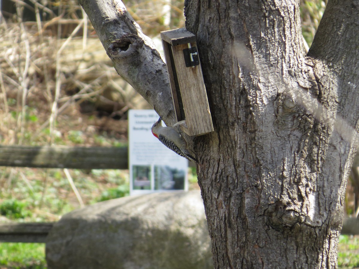 Red-bellied Woodpecker - ML617750438