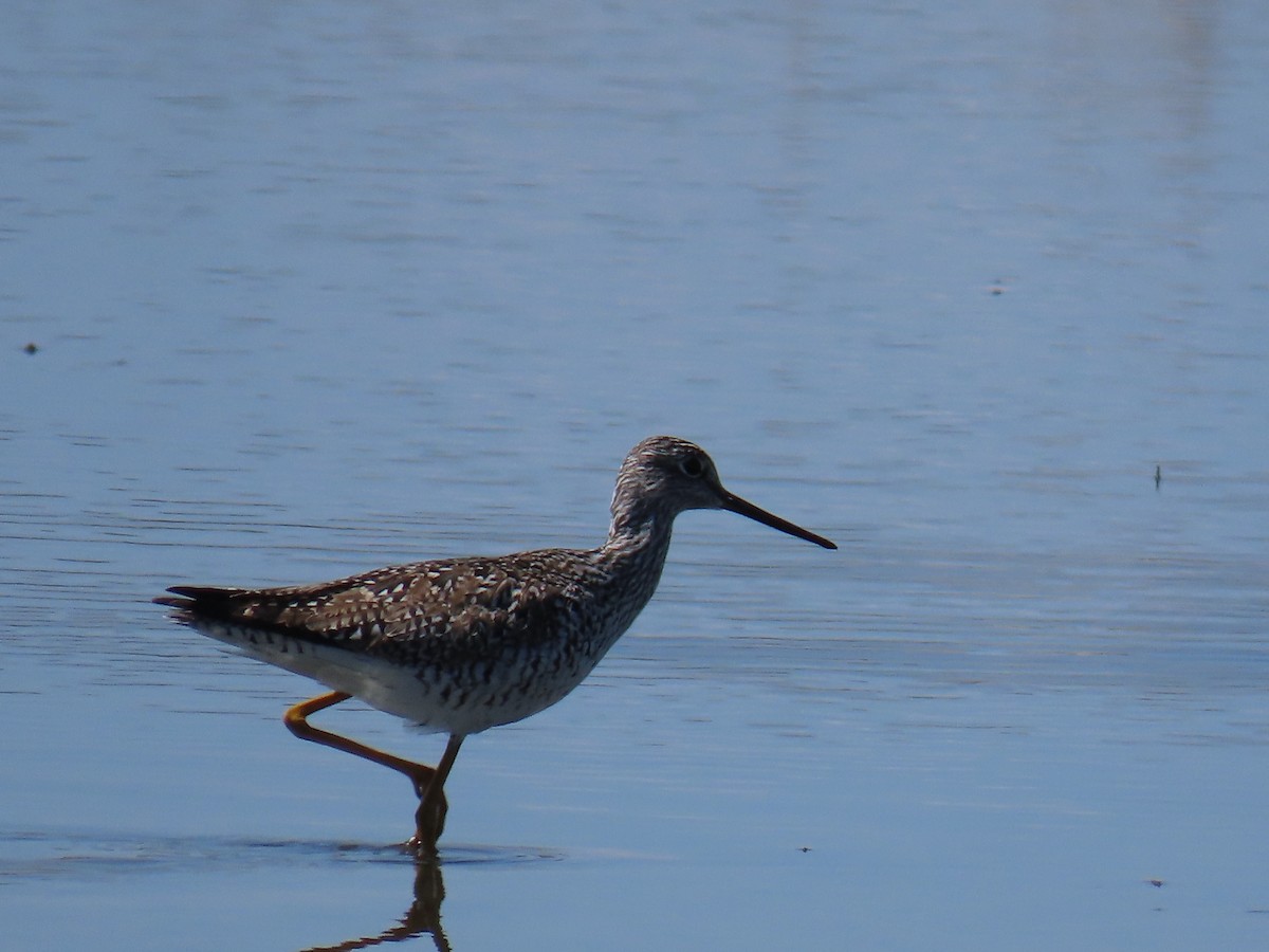 Greater Yellowlegs - D Reznicek