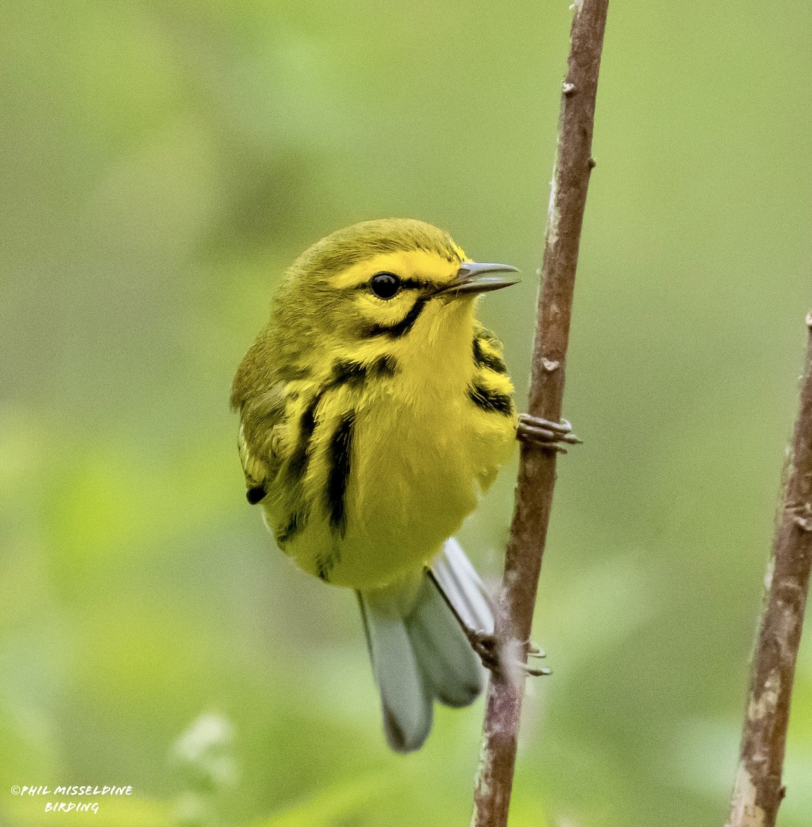 Prairie Warbler - ML617750489