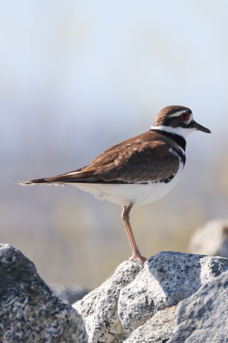 Killdeer - Xander Anthony