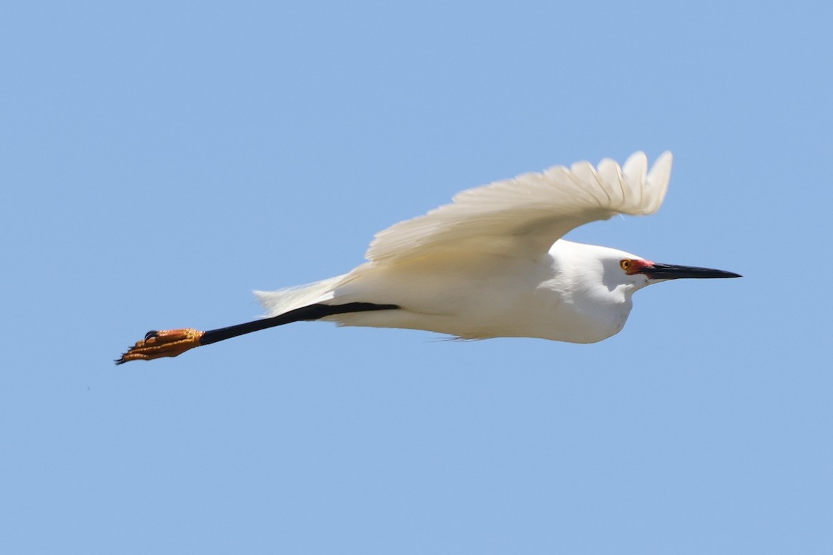 Snowy Egret - ML617750503