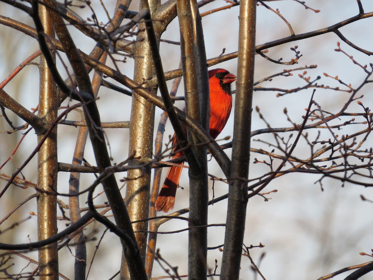 Northern Cardinal - Jessica Foster