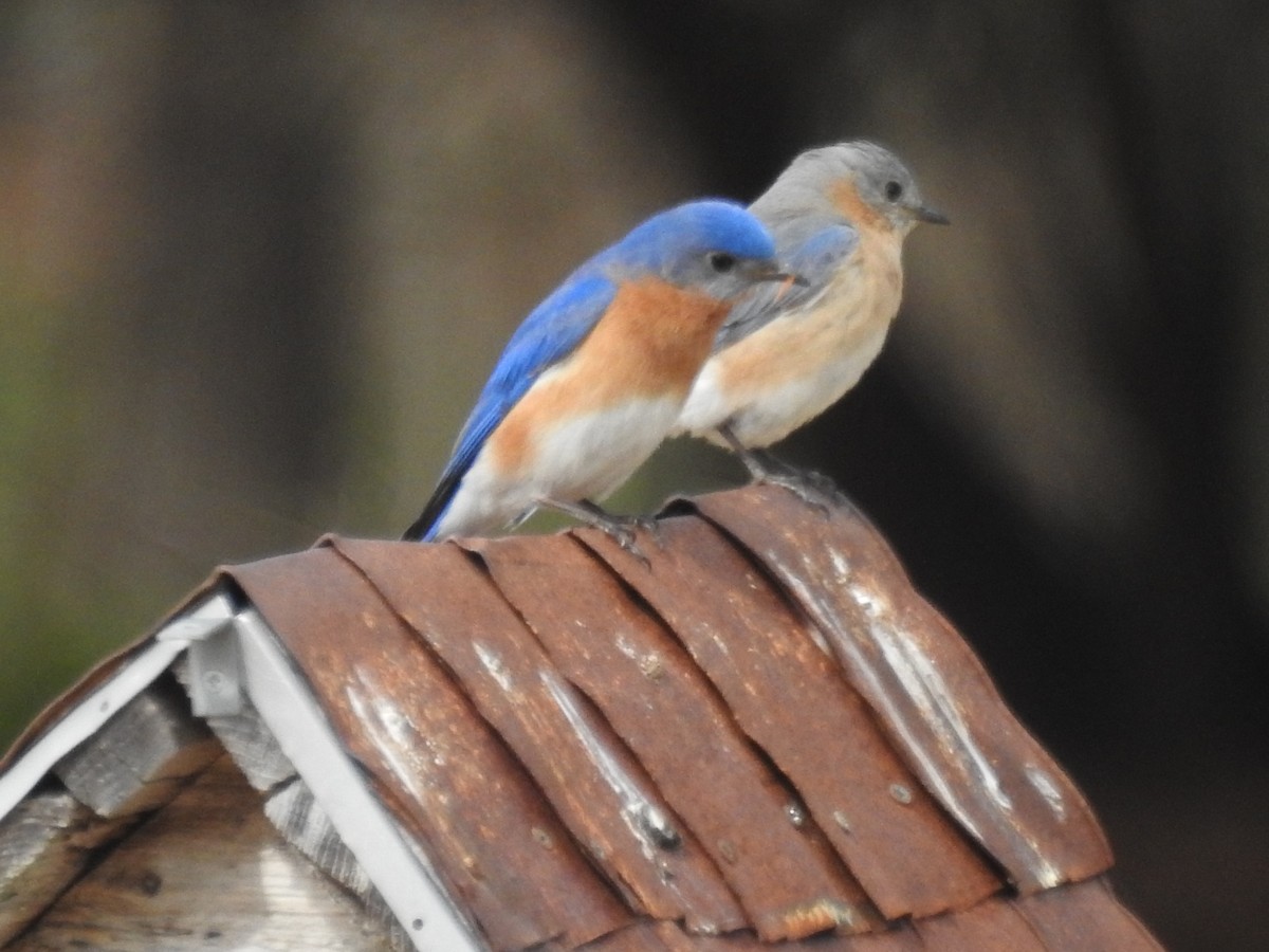 Eastern Bluebird - ML617750514