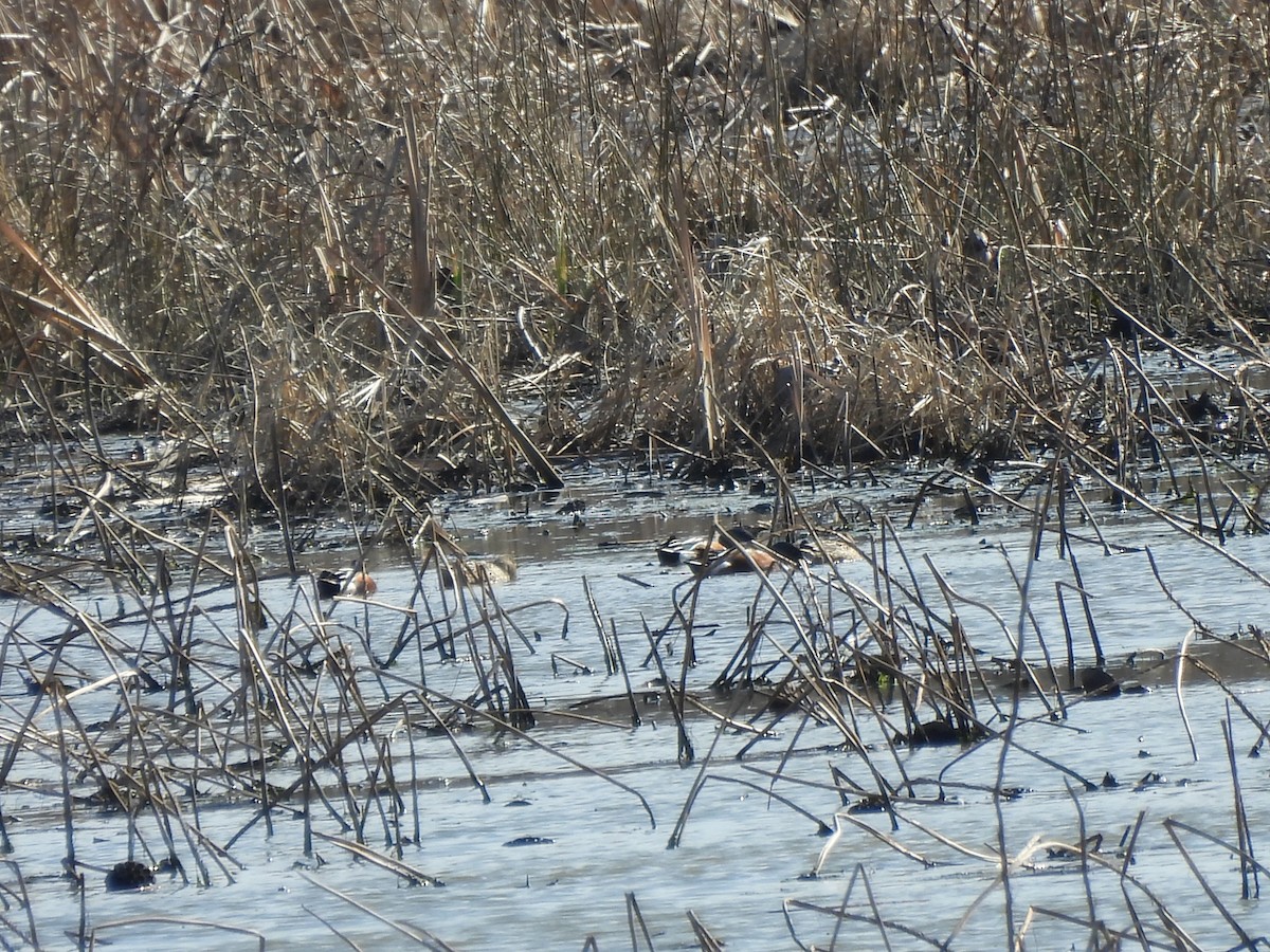 Green-winged Teal - ML617750517