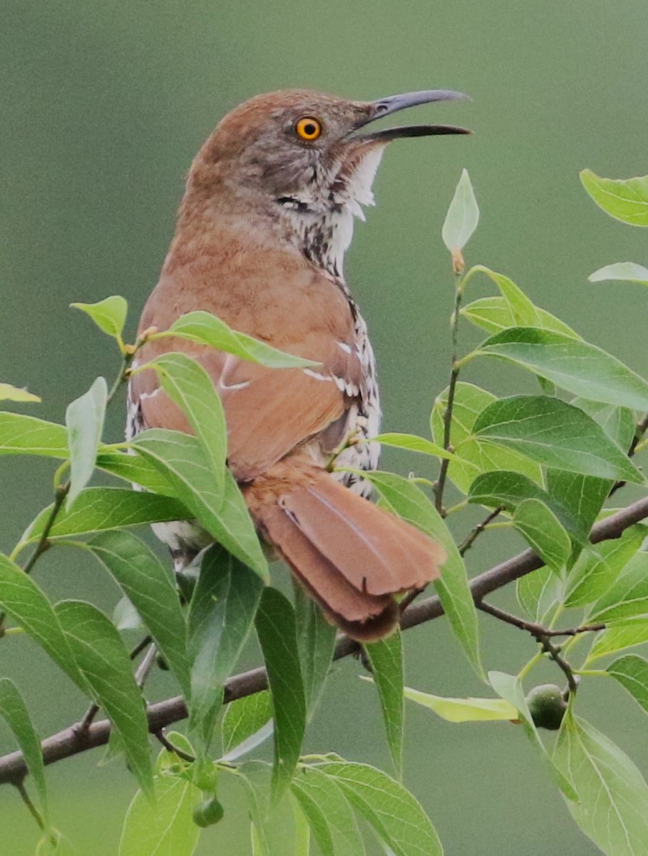 Long-billed Thrasher - ML617750523