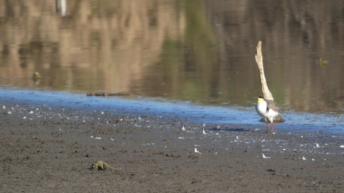 Masked Lapwing - ML617750540