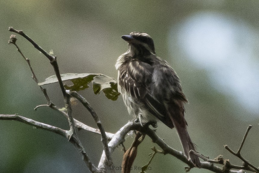 Streaked Flycatcher - ML617750561