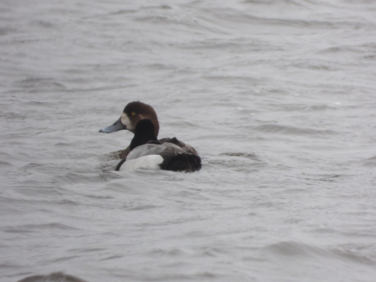 Greater Scaup - Brenda Bungay