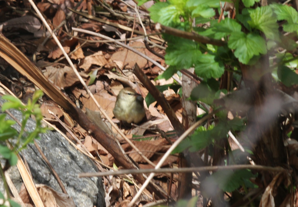 Swainson's Warbler - ML617750591