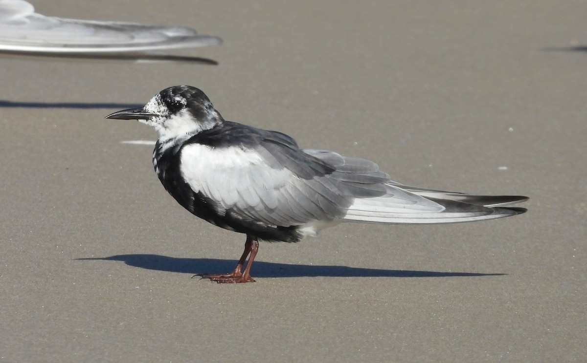 White-winged Tern - ML617750606