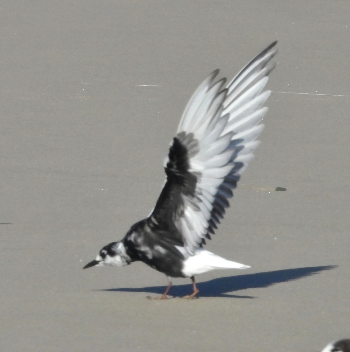 White-winged Tern - ML617750610