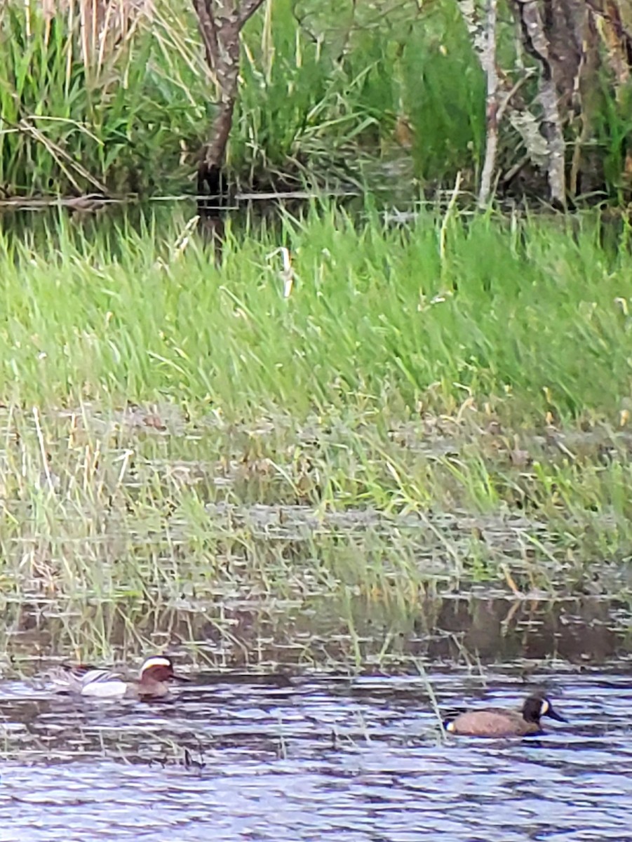 Garganey - Scott Wilson