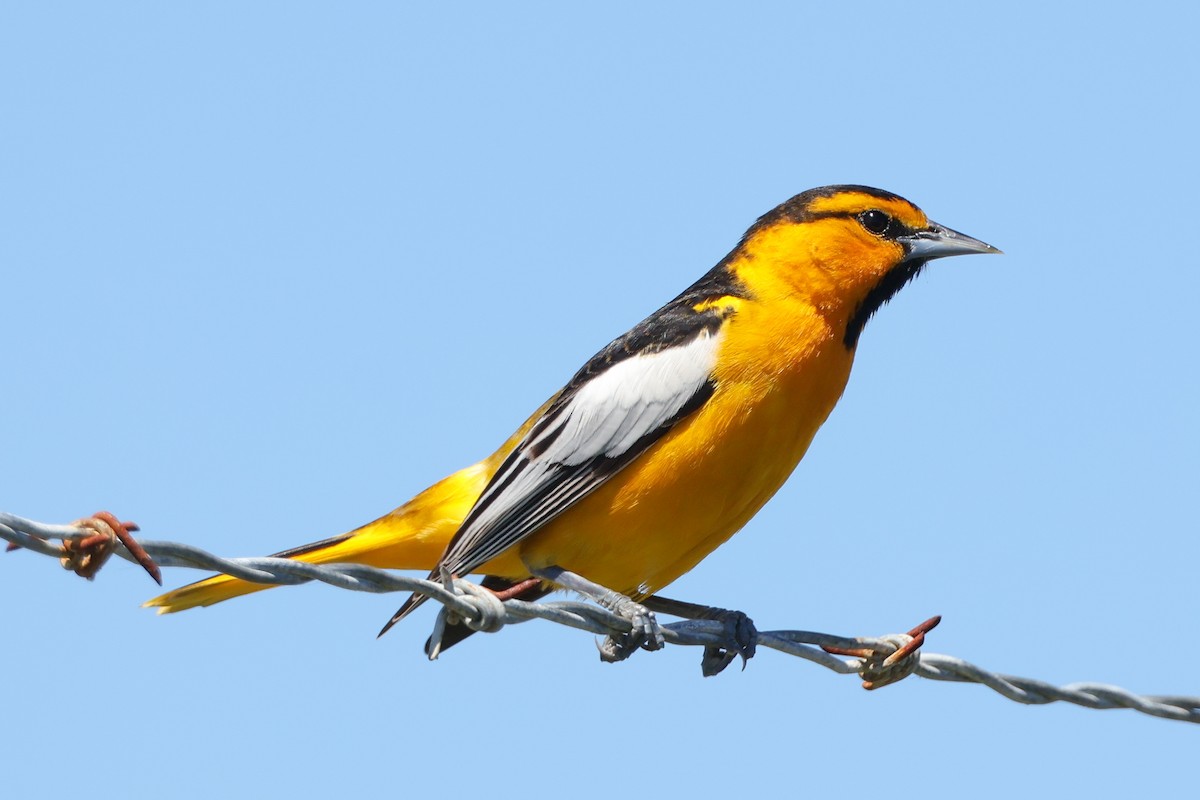 Bullock's Oriole - ML617750642