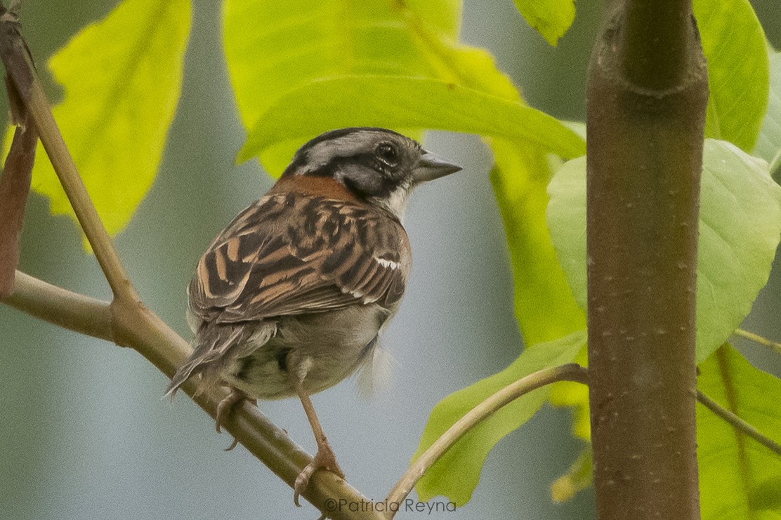 Rufous-collared Sparrow - ML617750705