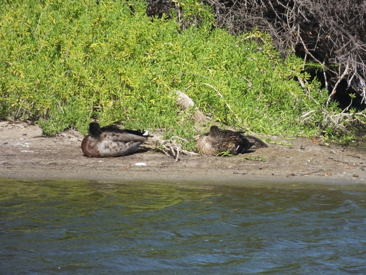 Mallard x Hawaiian Duck (hybrid) - Carson Lambert