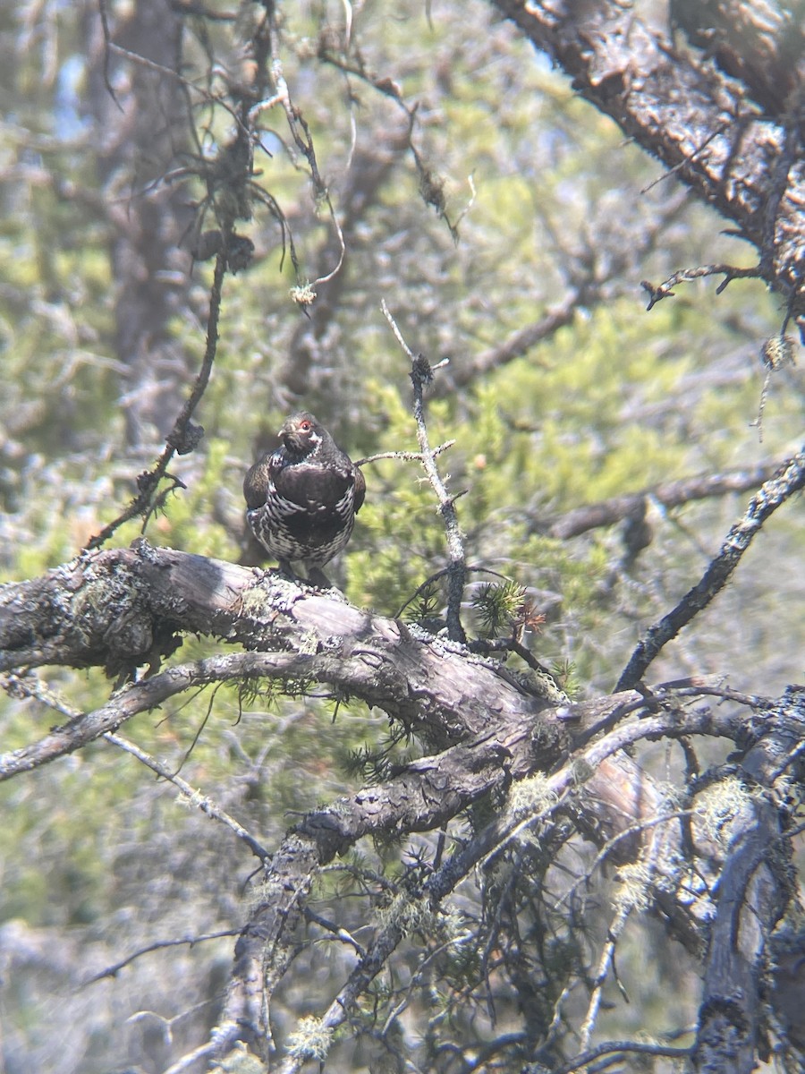 Spruce Grouse - ML617750722