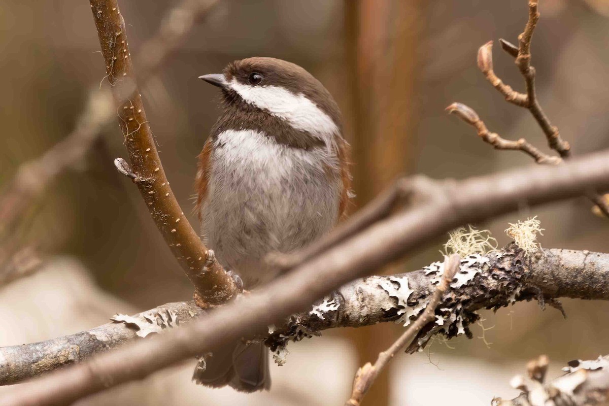 Chestnut-backed Chickadee - Scott Fischer