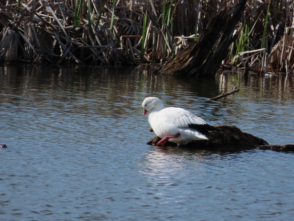 Ross's Goose - ML617750768