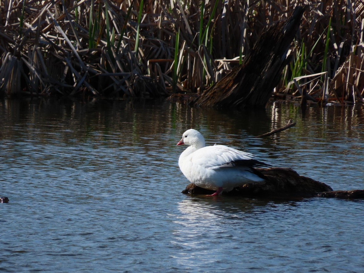 Ross's Goose - ML617750769