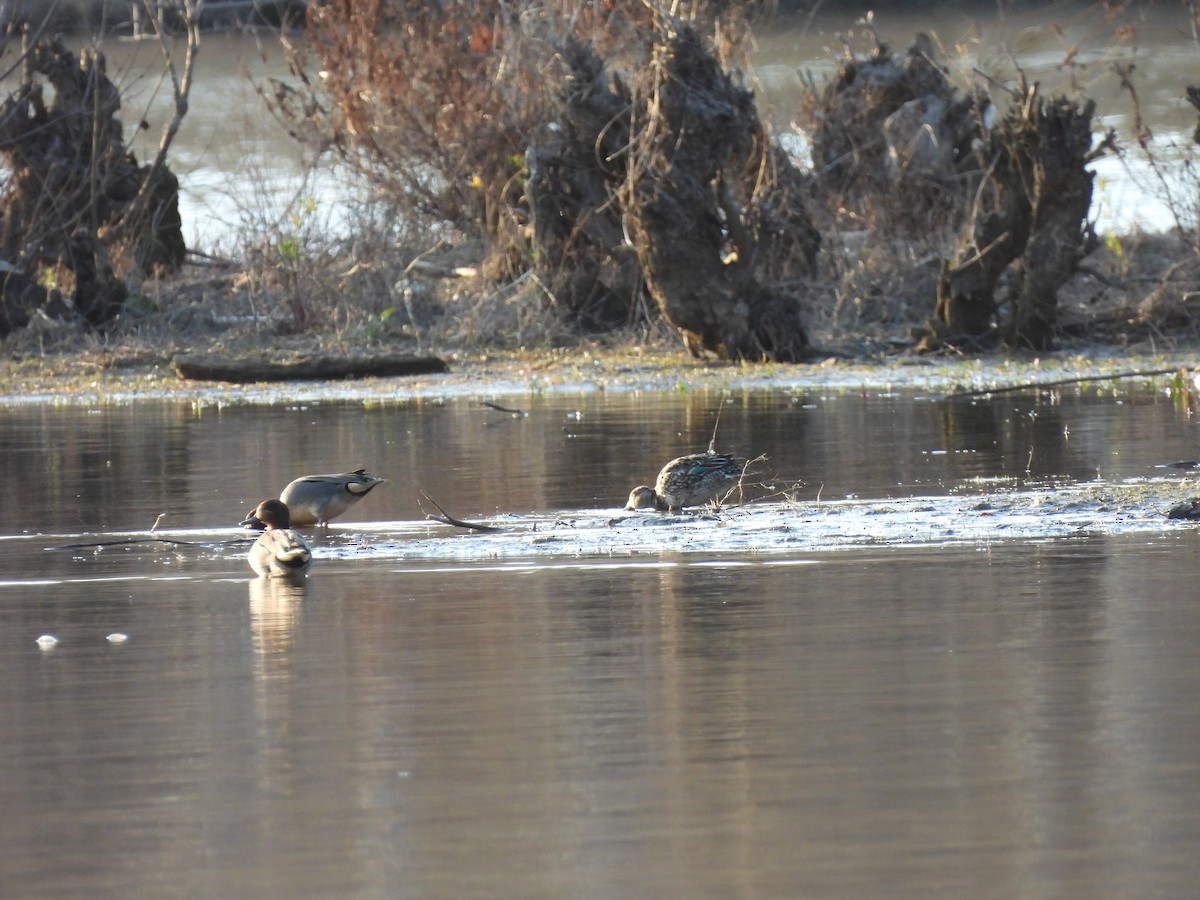 Green-winged Teal - ML617750785