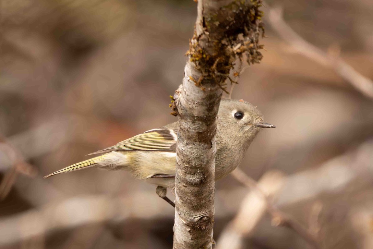 Ruby-crowned Kinglet - ML617750787