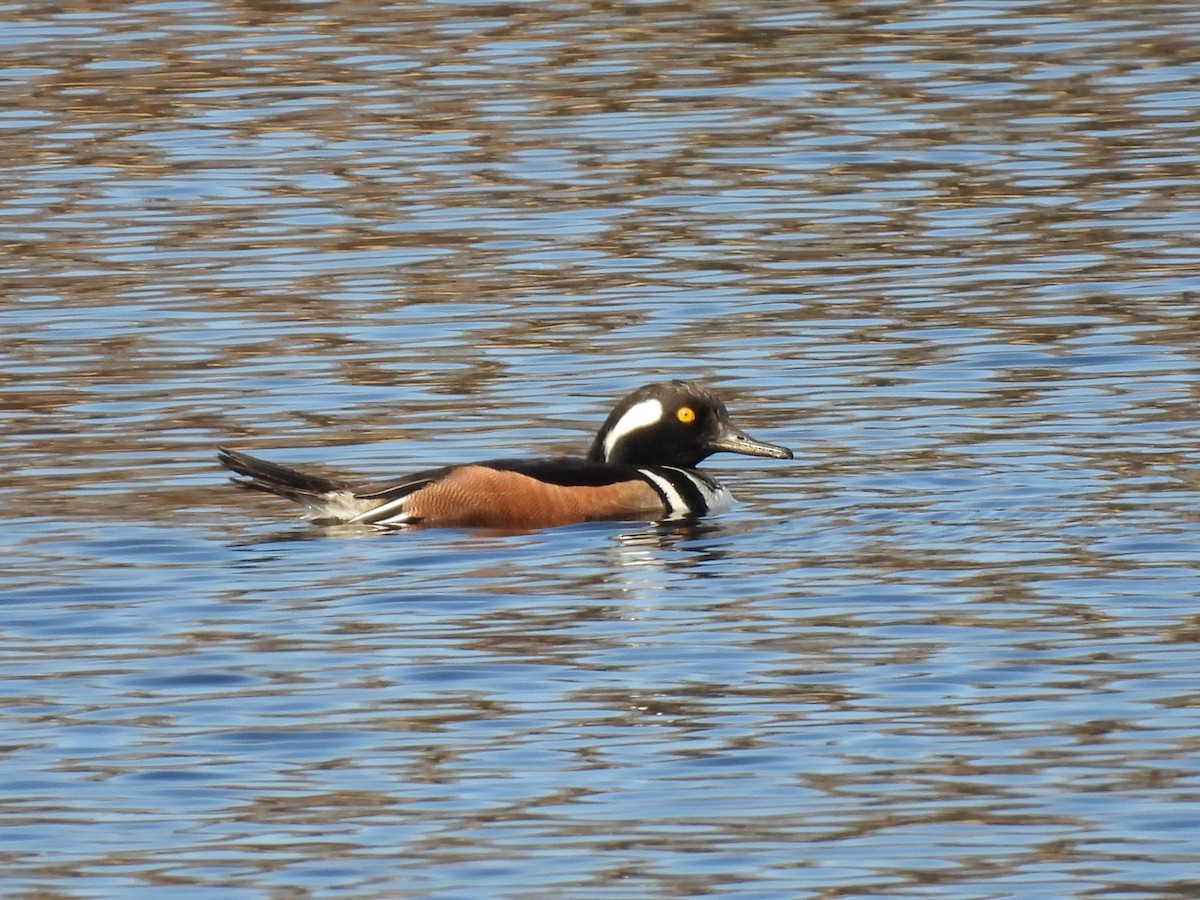 Hooded Merganser - ML617750814