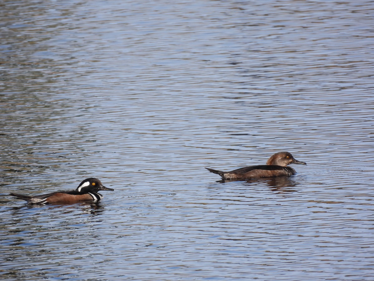 Hooded Merganser - Rhonda Langelaan