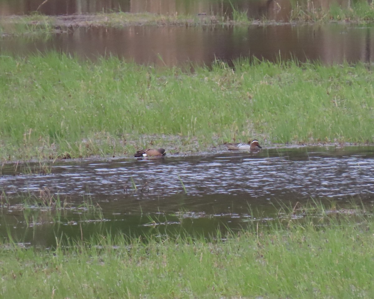 Garganey - Andrea Bean