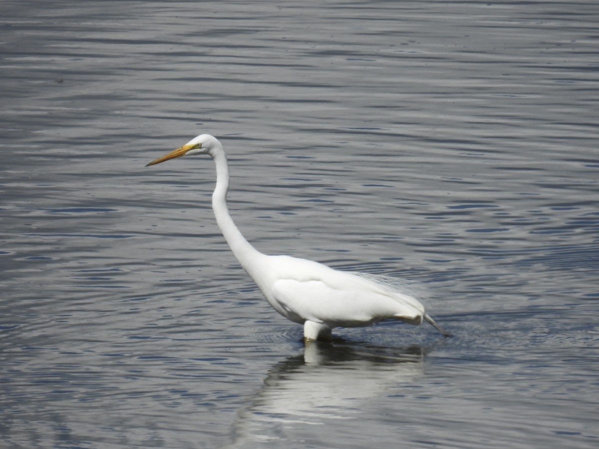 Great Egret - ML617750849