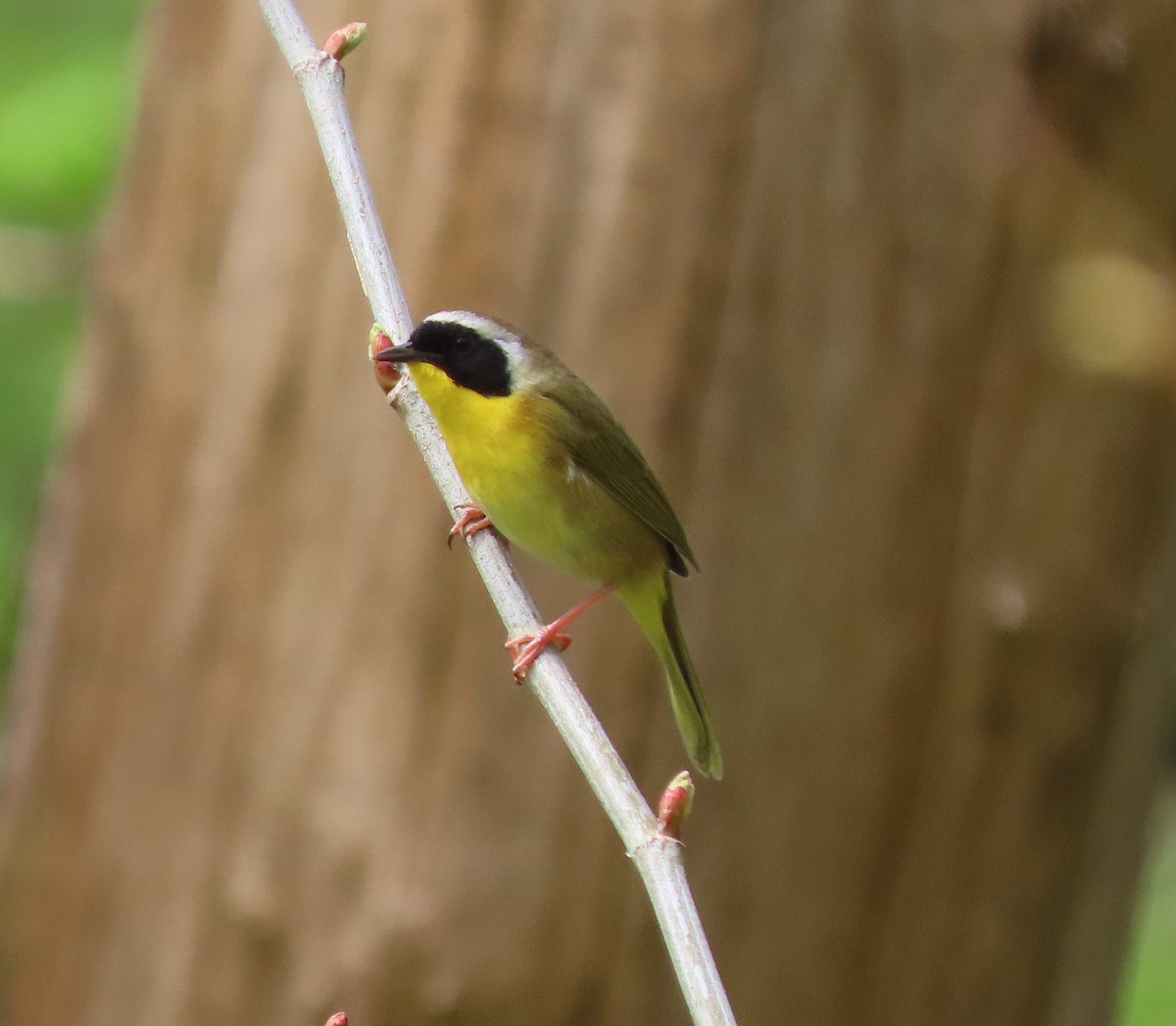 Paruline masquée - ML617750879