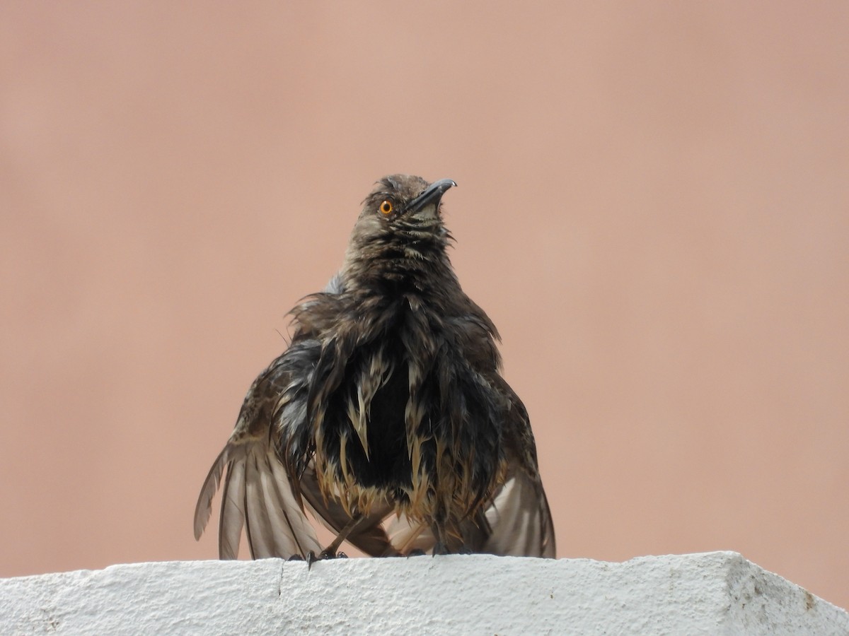 Curve-billed Thrasher - Pedro Dávila