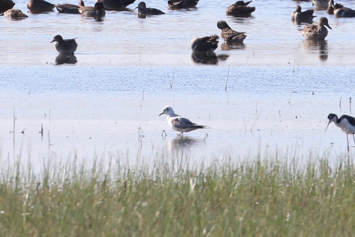 Bonaparte's Gull - ML617750899