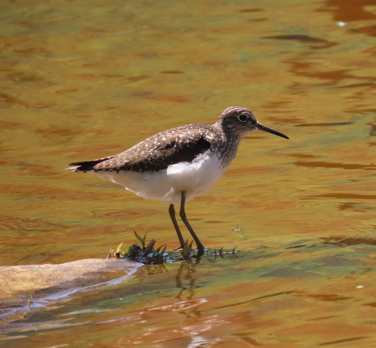 Solitary Sandpiper - ML617750904