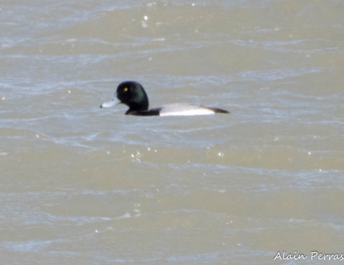 Greater Scaup - ML617750923