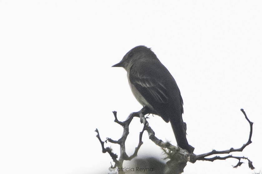 Western/Eastern Wood-Pewee - Patricia Reyna