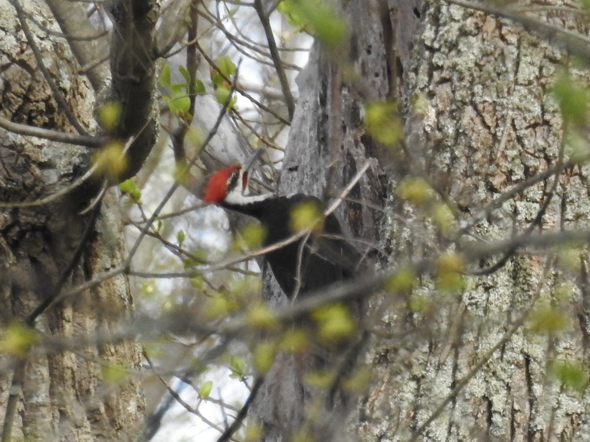 Pileated Woodpecker - ML617750958