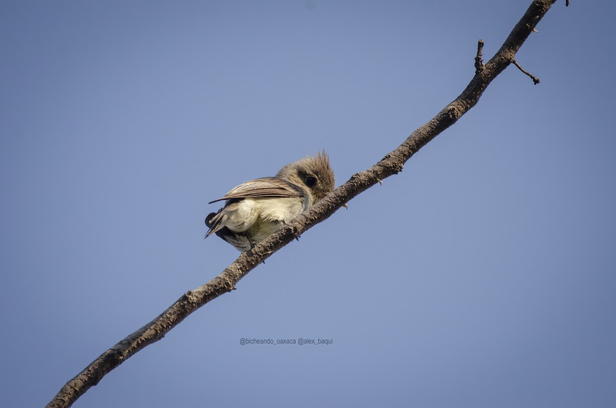 Western Wood-Pewee - ML617750991