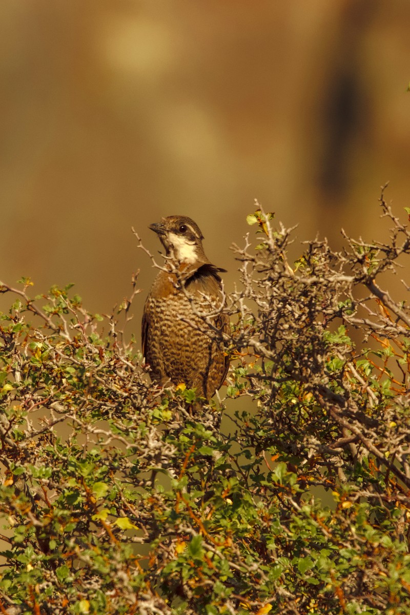 Weißbarttapaculo - ML617751016