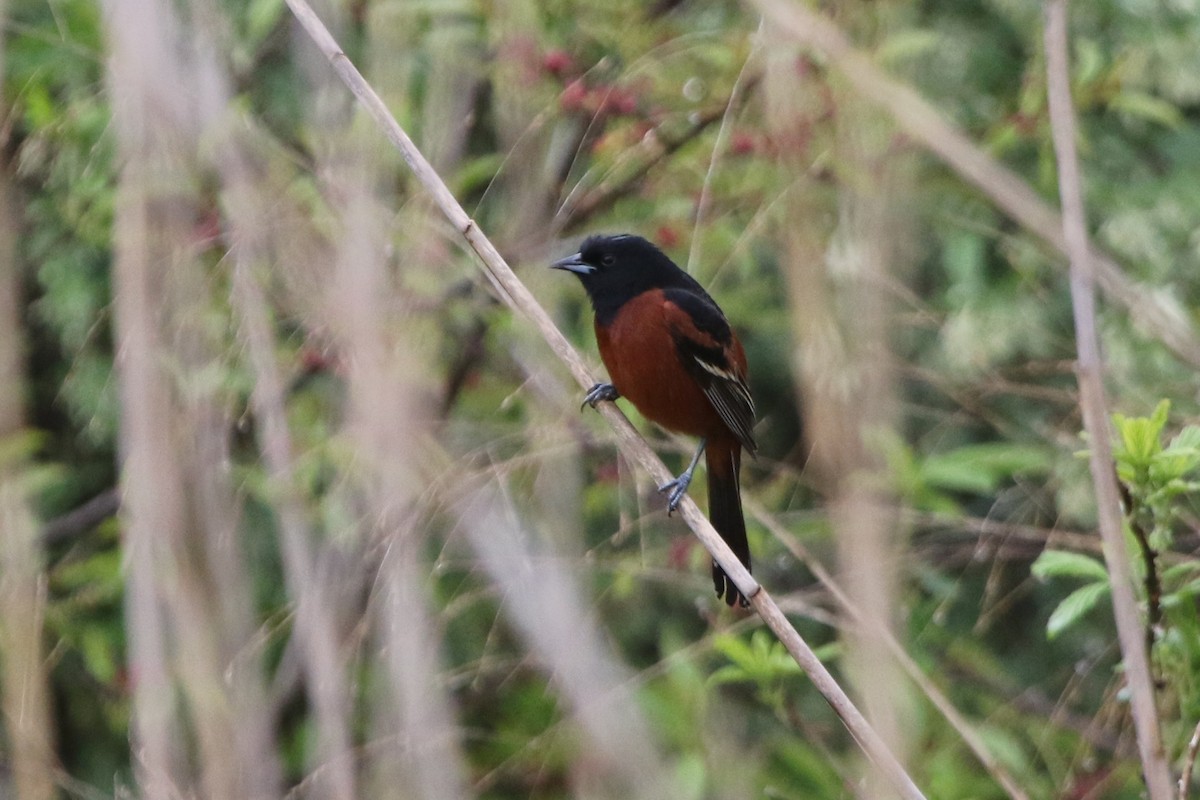 Orchard Oriole - Sean McCandless