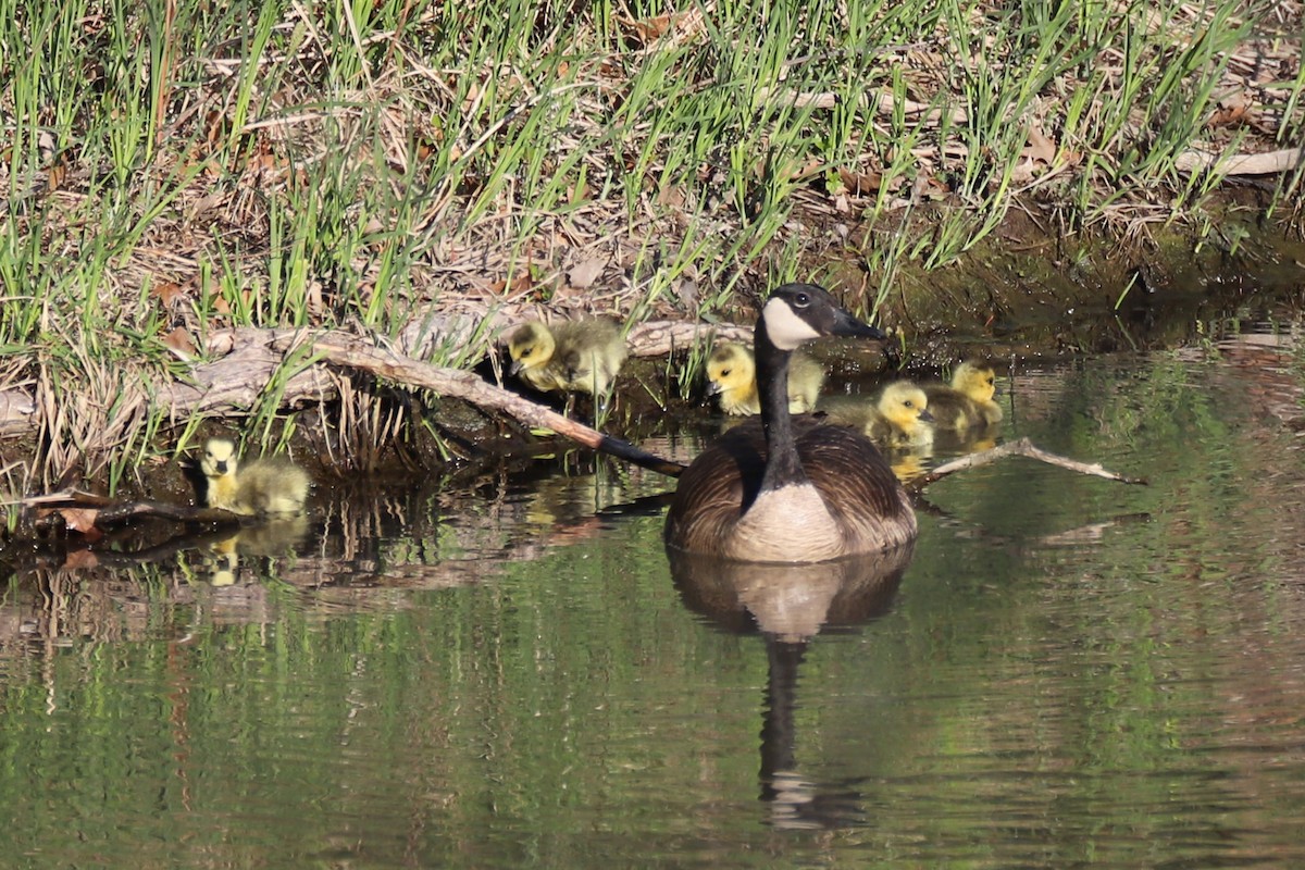 Canada Goose - ML617751080