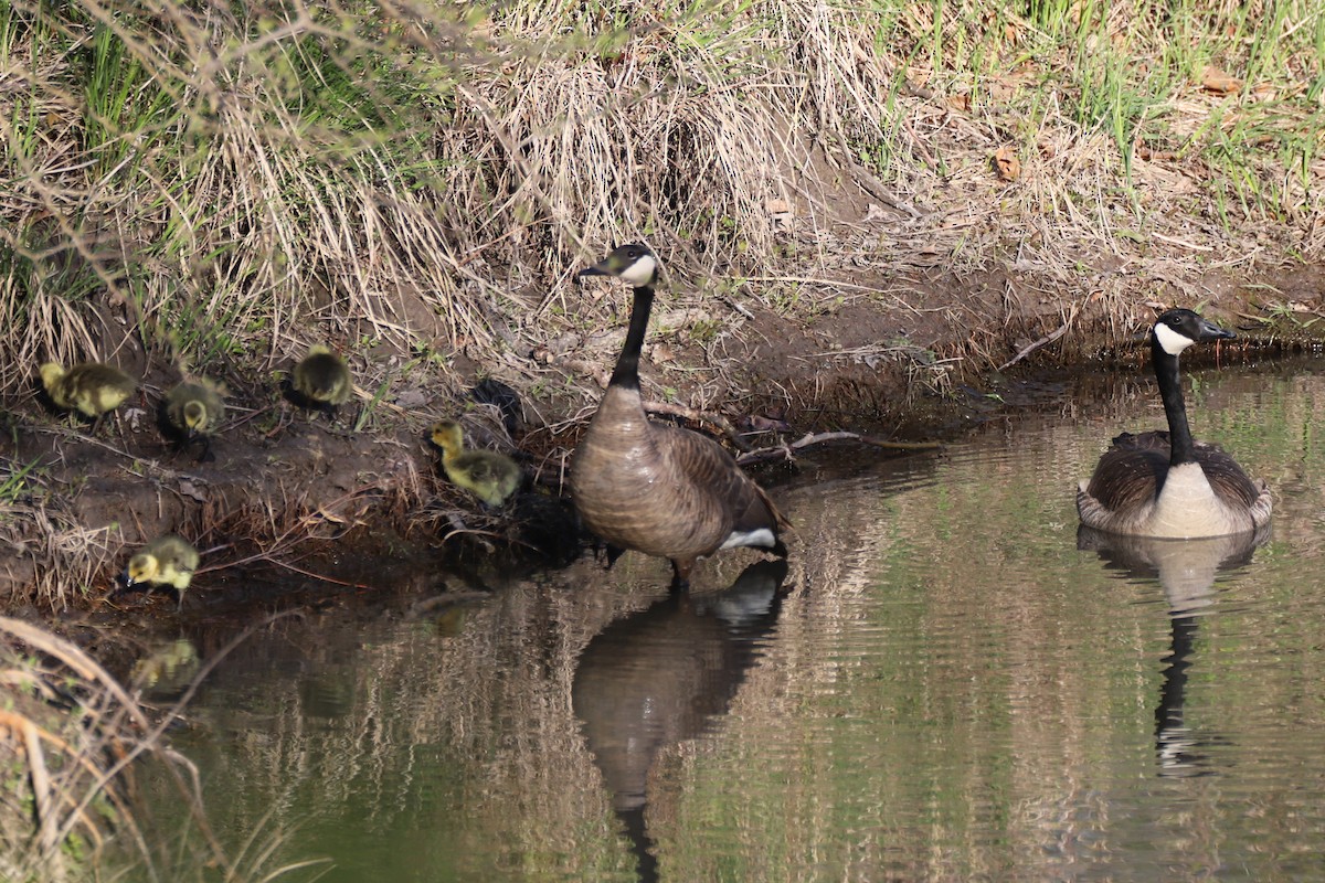 Canada Goose - ML617751081