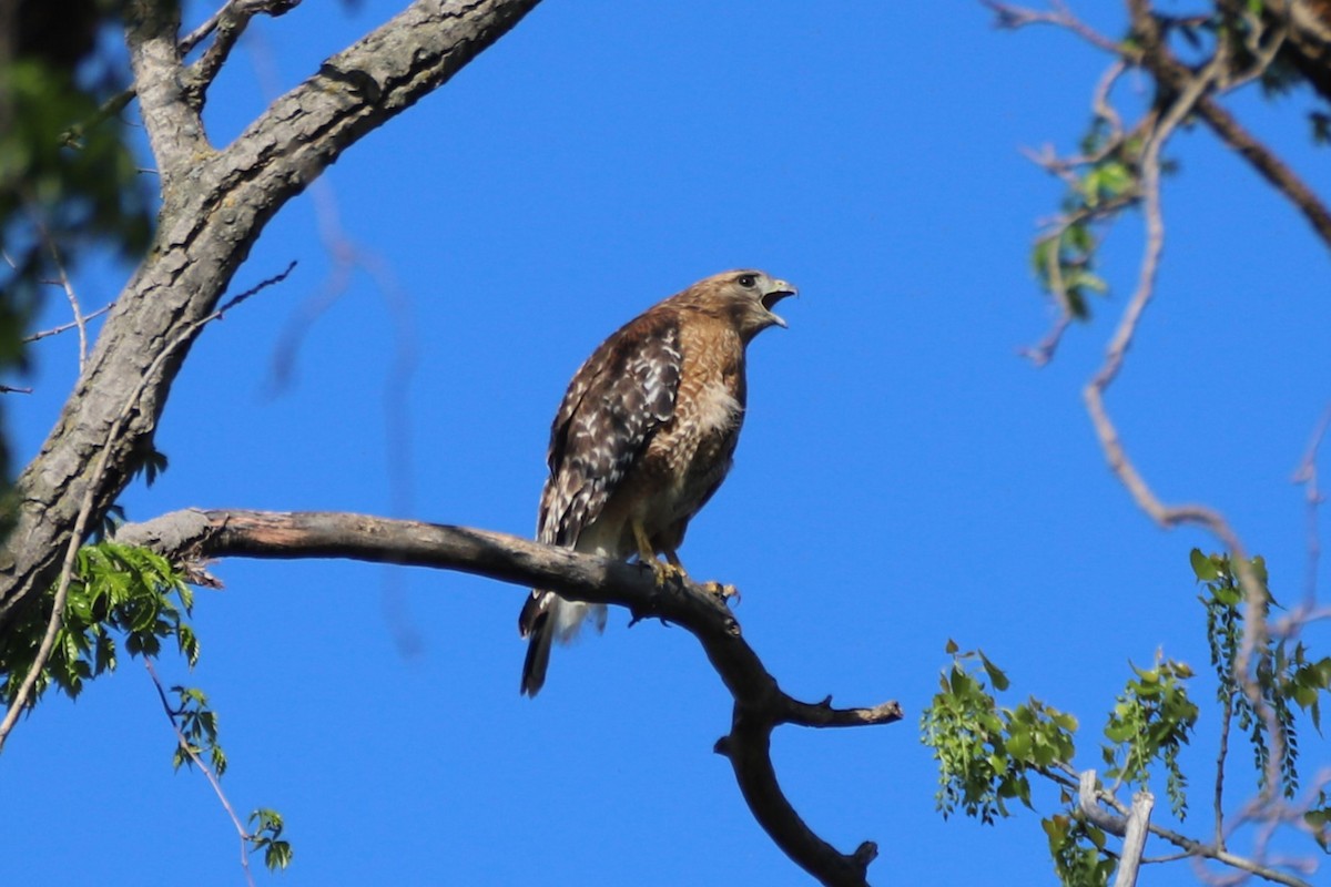 Red-shouldered Hawk - ML617751084