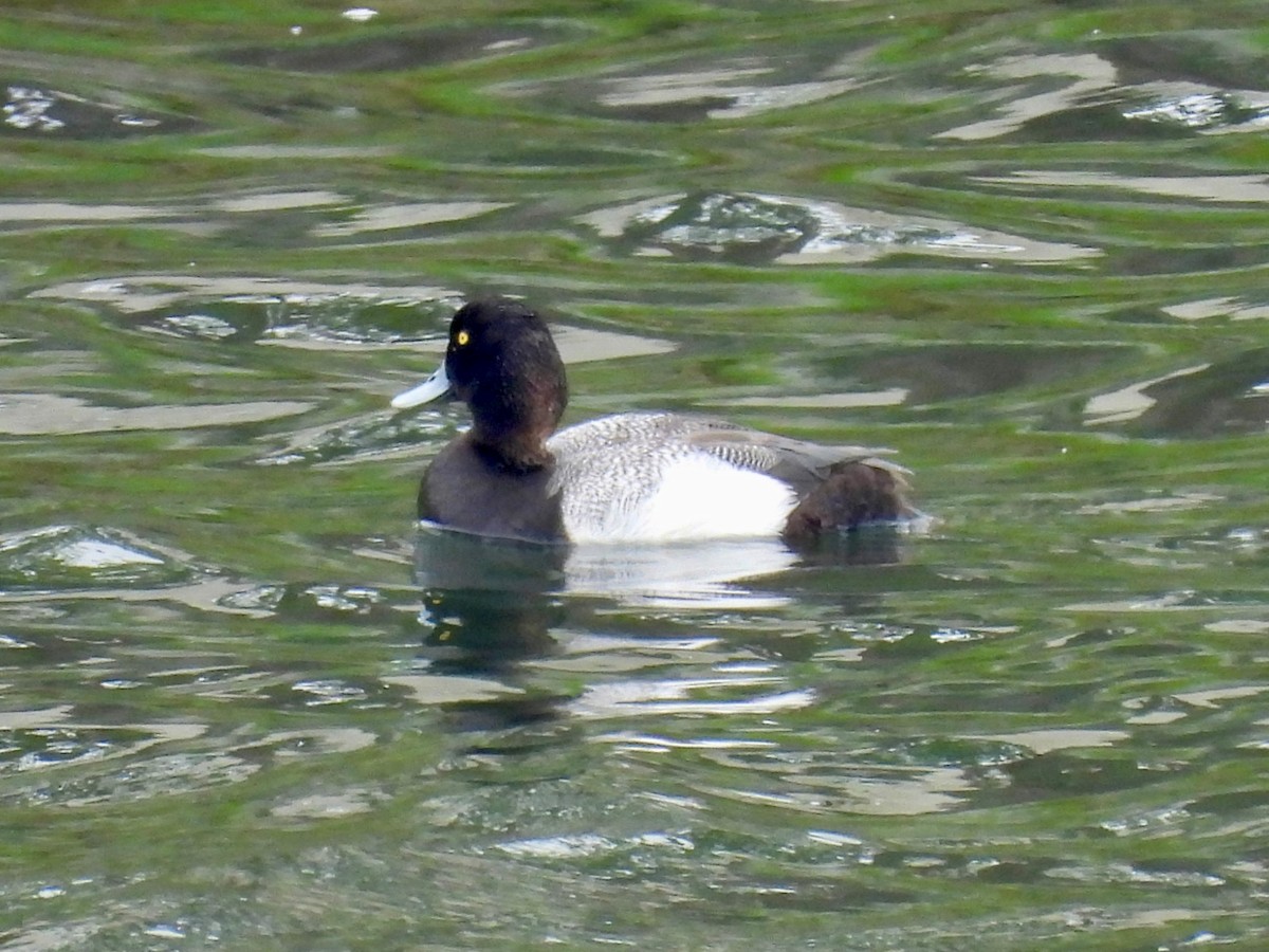 Lesser Scaup - ML617751093