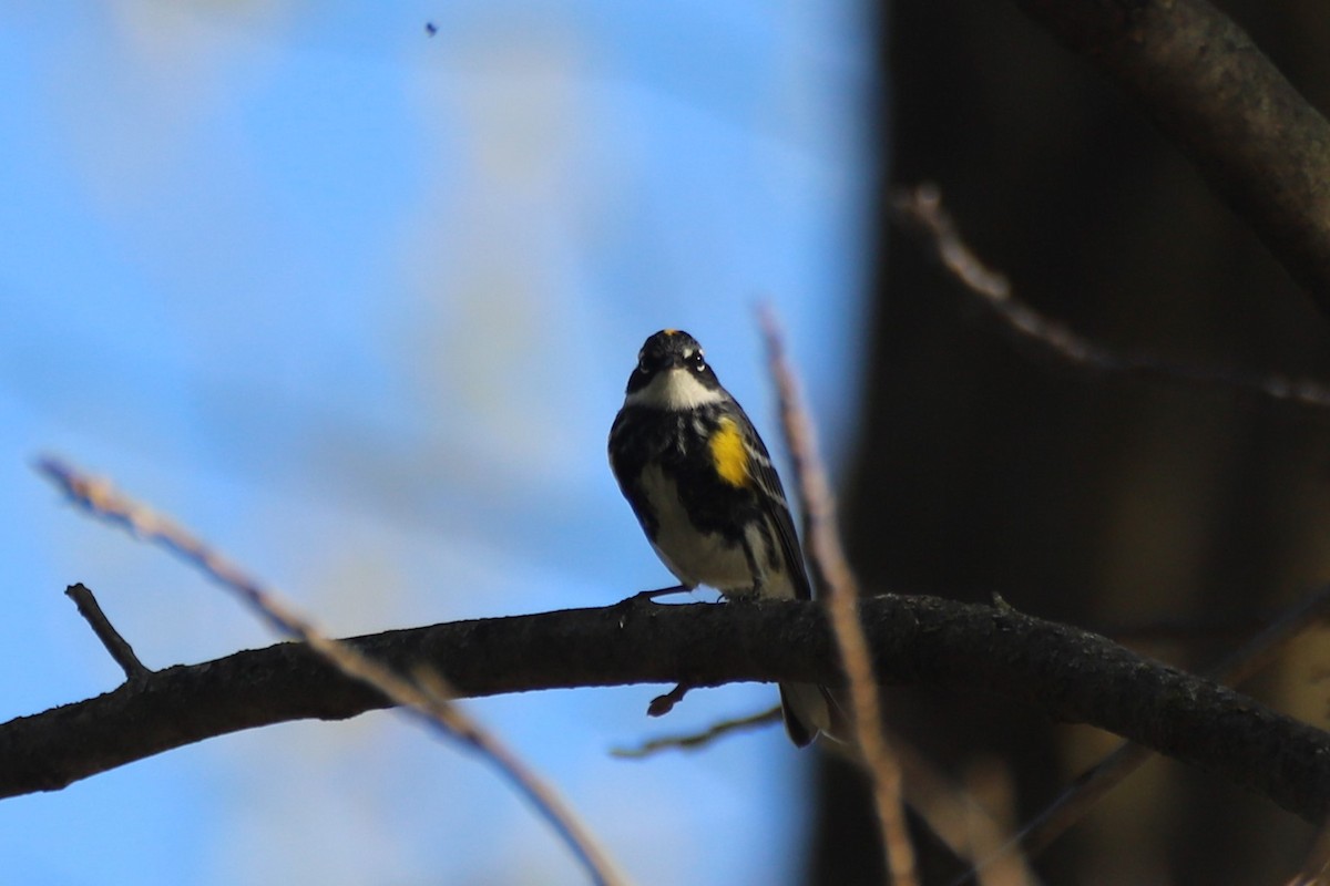 Yellow-rumped Warbler - ML617751102