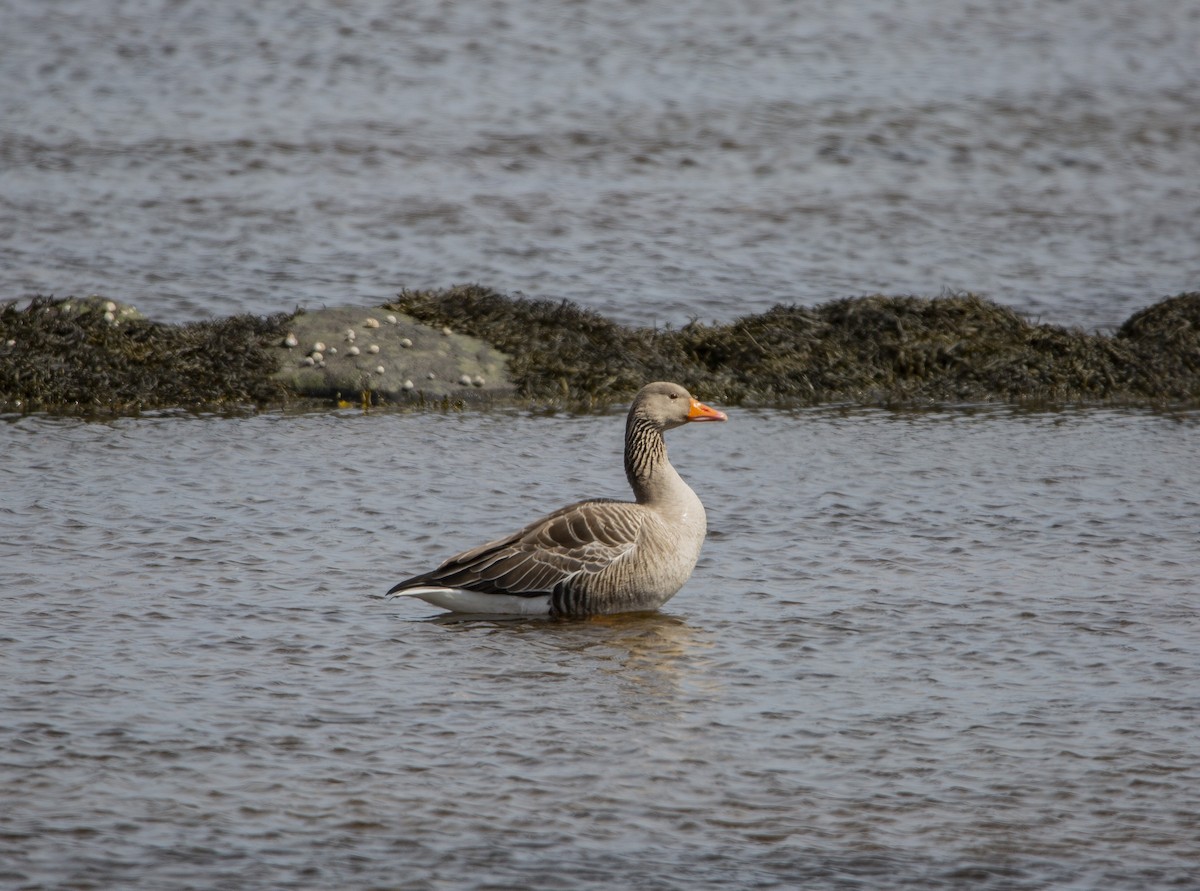 Graylag Goose (European) - Vernon Buckle