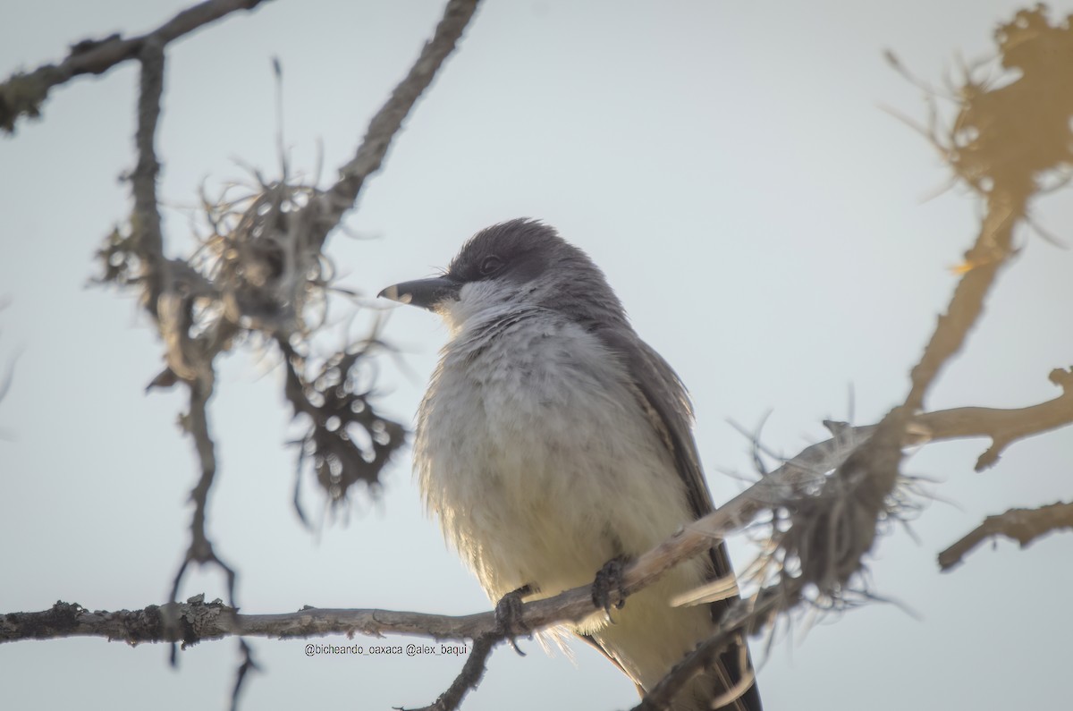 Dickschnabel-Königstyrann - ML617751111