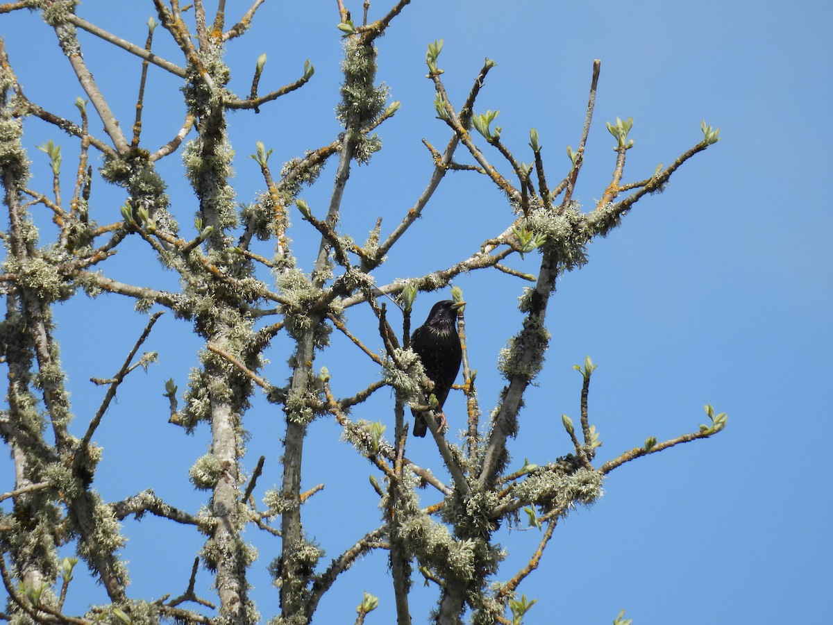 European Starling - ML617751137