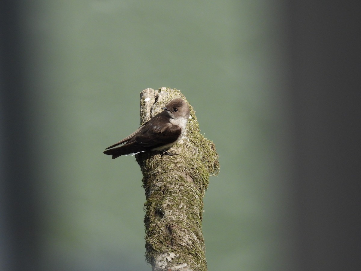 Northern Rough-winged Swallow - Anonymous