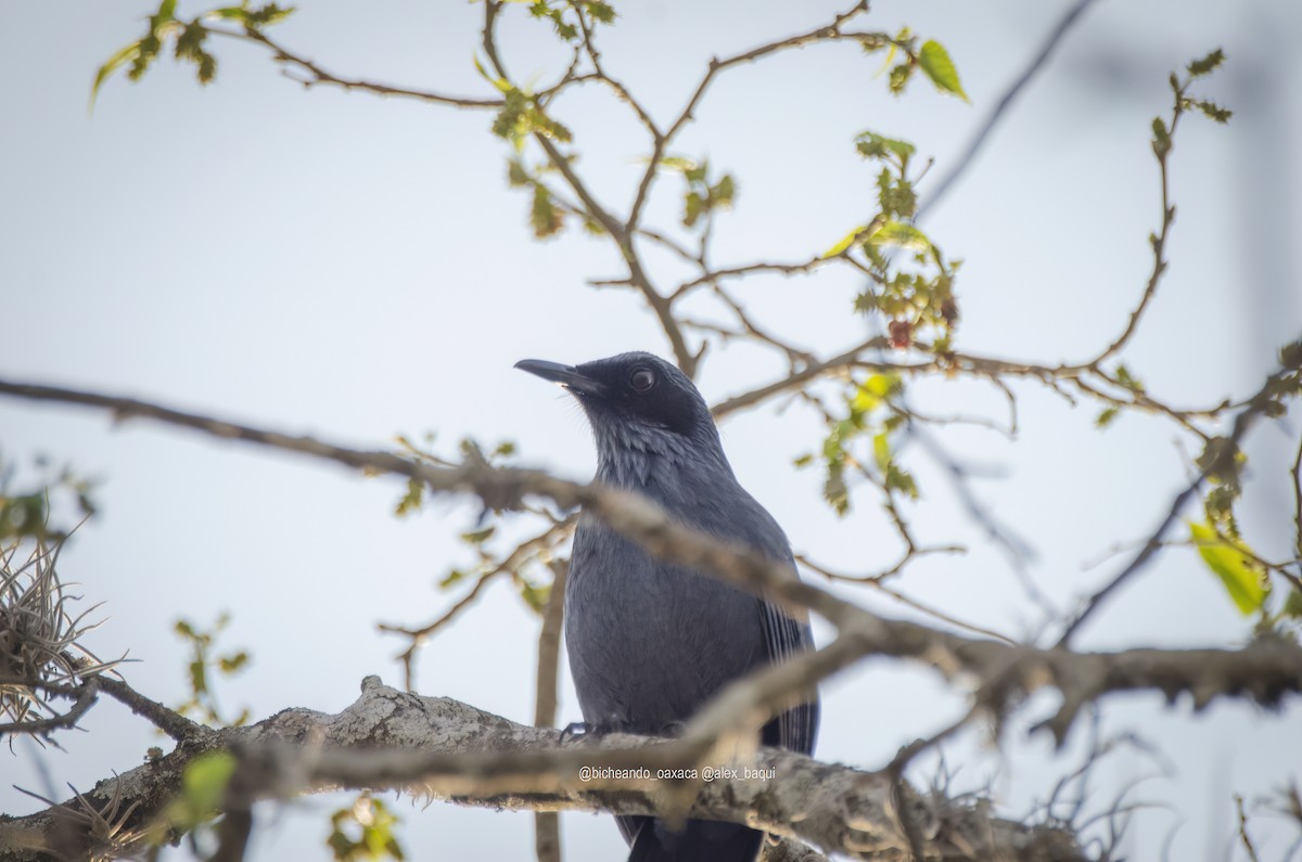 Blue Mockingbird - ML617751210