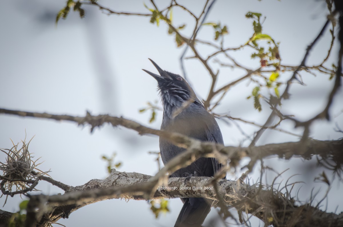 Blue Mockingbird - Alejandro Benítez Aquino